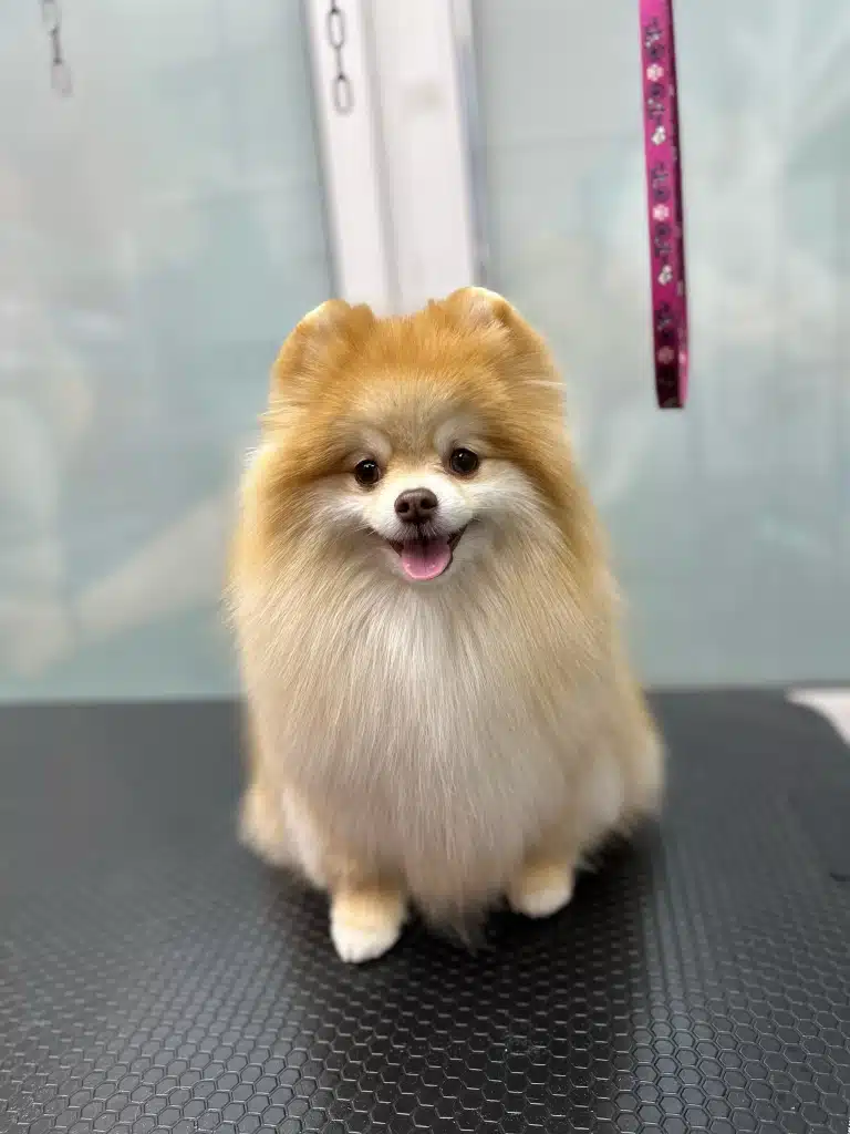 Шпіц з рудими вушками та білою грудкою спокійно сидить на столі без рожевої ринговки