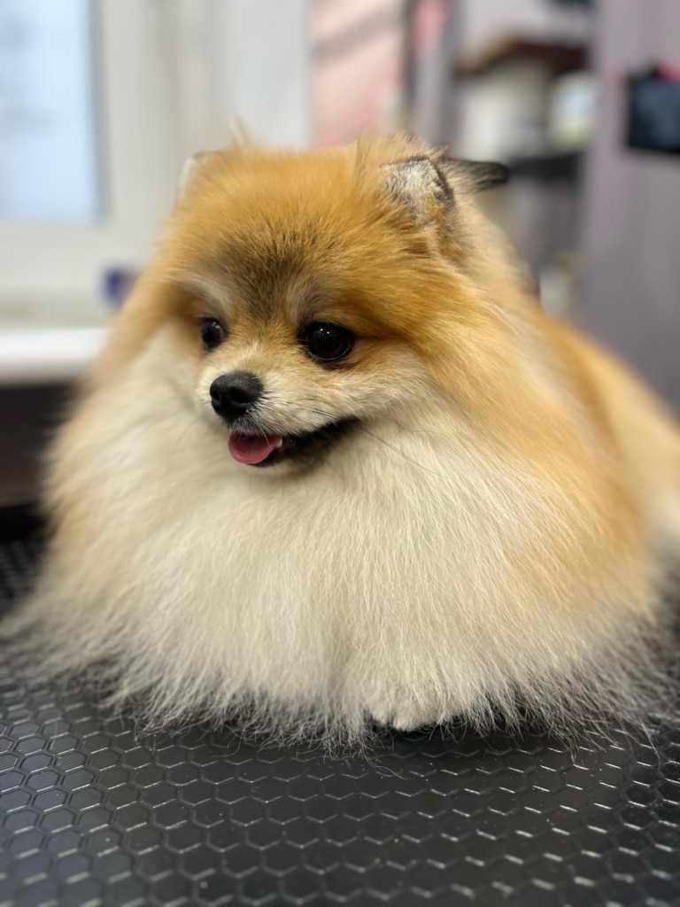 Довга шерсть шпіца прикрила його лапки одразу, як він ліг