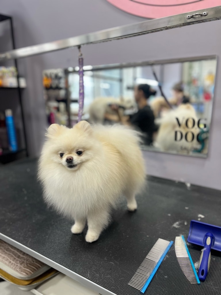 Кремовий шпіц з маленькою головою стоїть на грумерському столі поруч з двома гребінцями та слікером