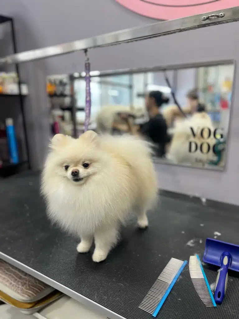 Кремовий шпіц з маленькою головою стоїть на грумерському столі поруч з двома гребінцями та слікером