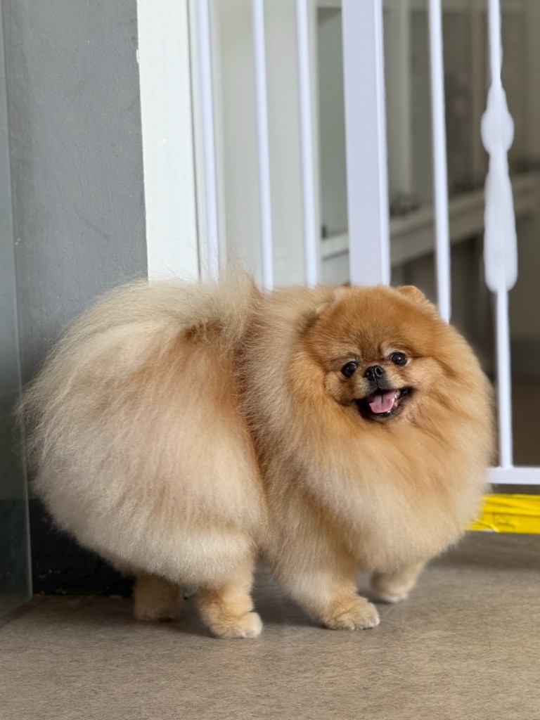 Шпіц з дуже густою шерстю стоїть біля білої огорожі з жовтим скотчем унизу
