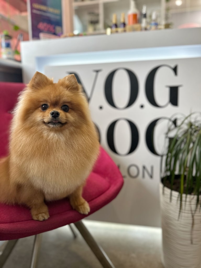 Рудий шпіц з гострими вушками сидить на рожевому кріслі біля зеленого вазона