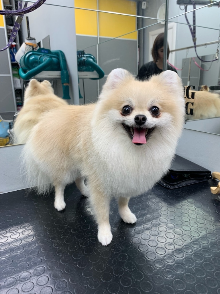 Кремовий шпіц з короткою стрижкою має довгі ноги та широкі округлі вушка