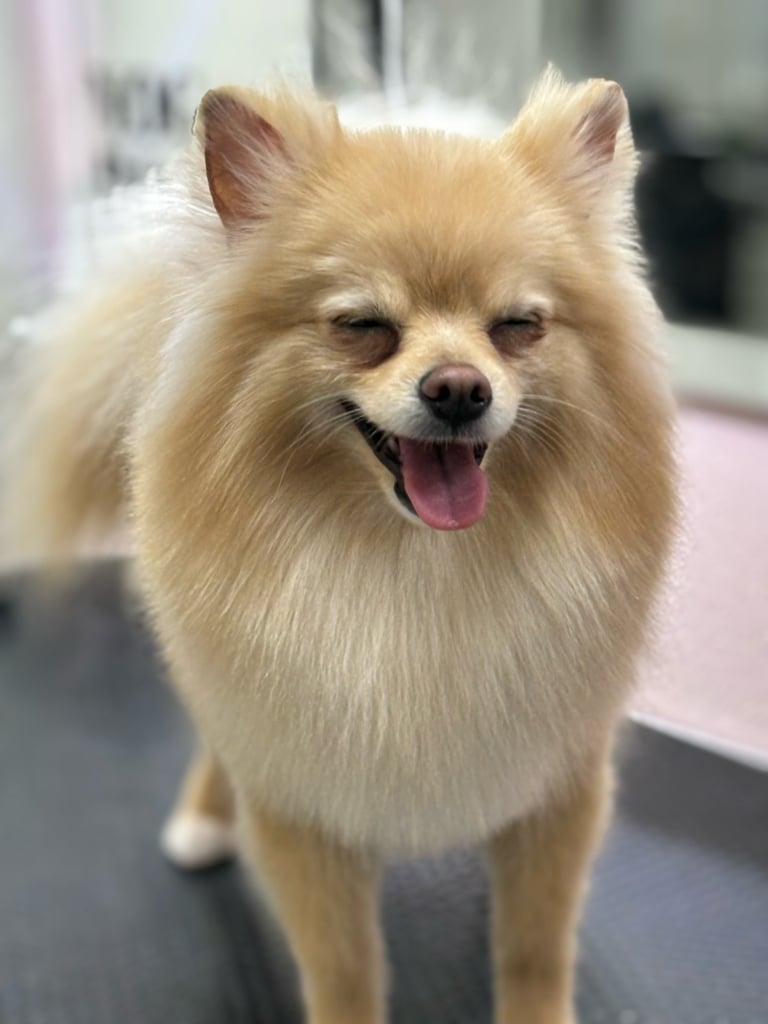 Після стрижки шпіц вирішив чхнути, закривши очі