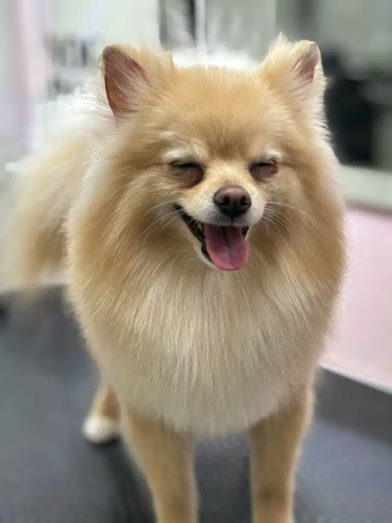 Після стрижки шпіц вирішив чхнути, закривши очі