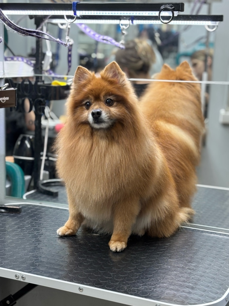 Темно-рудий шпіц з білою шерстю навколо носа вдивляються у далечінь
