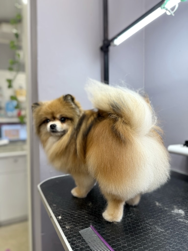 Рудий шпіц з чорними смужками шерсті на спині підняв хвоста, демонструючи попу