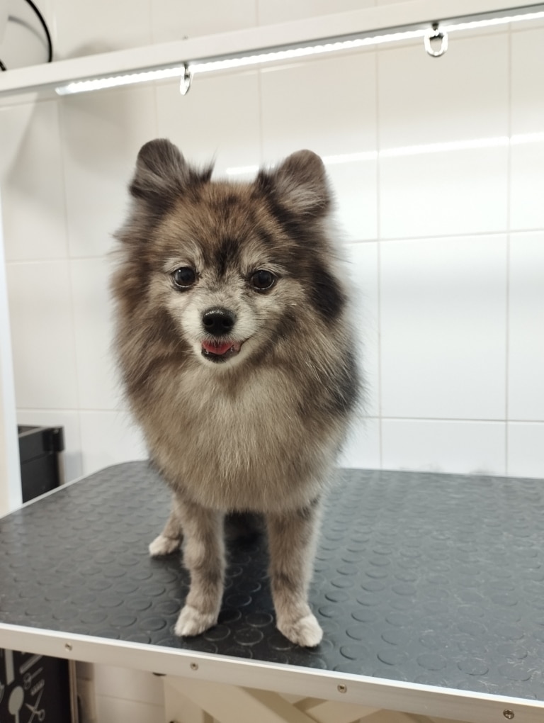 Шпіц з забарвленням "мерль" має коротку шерсть на довгих ніжках