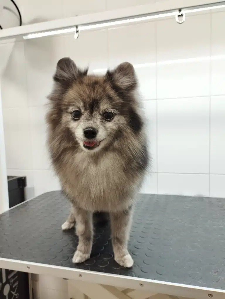 Шпіц з забарвленням "мерль" має коротку шерсть на довгих ніжках