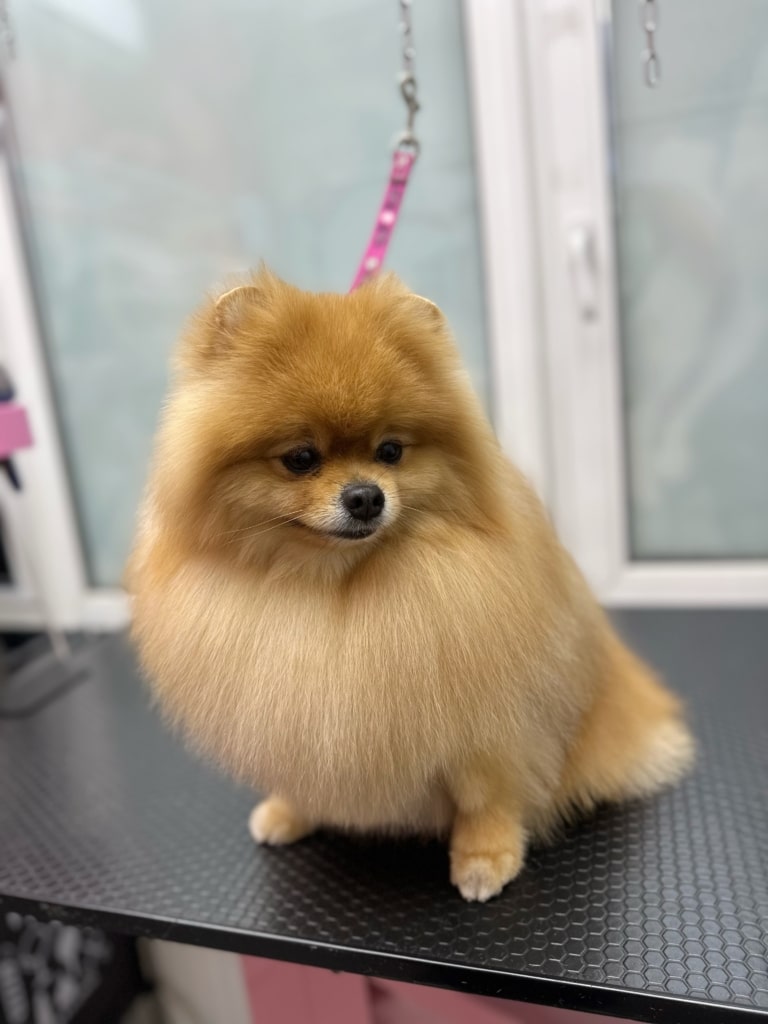 Рудий шпіц на рожевій ринговці після стрижки має трохи засмучений вигляд