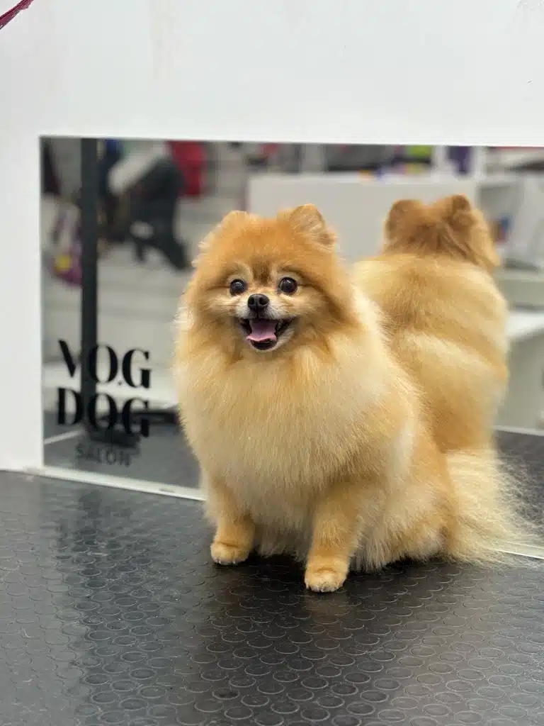 Рудий шпіц притулився до прямокутного дзеркала з логотипом салону та посміхається грумеру