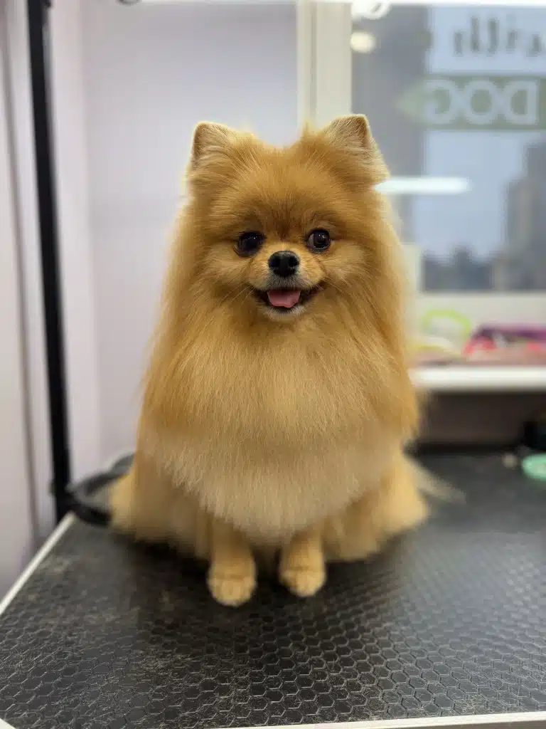 Рудий шпіц має трикутні вушка та трикутну лінію стрижки грудки для симетрії