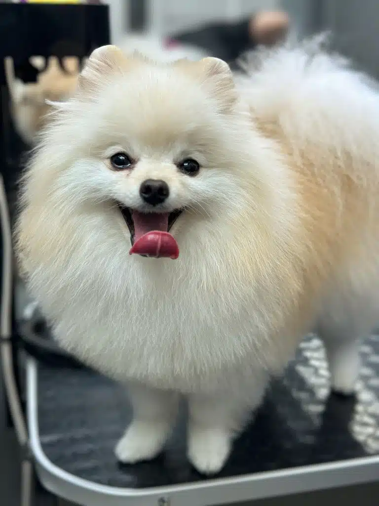 Білий шпіц з рудим частковим забарвленням висолопив довгого язика та підняв його вверх