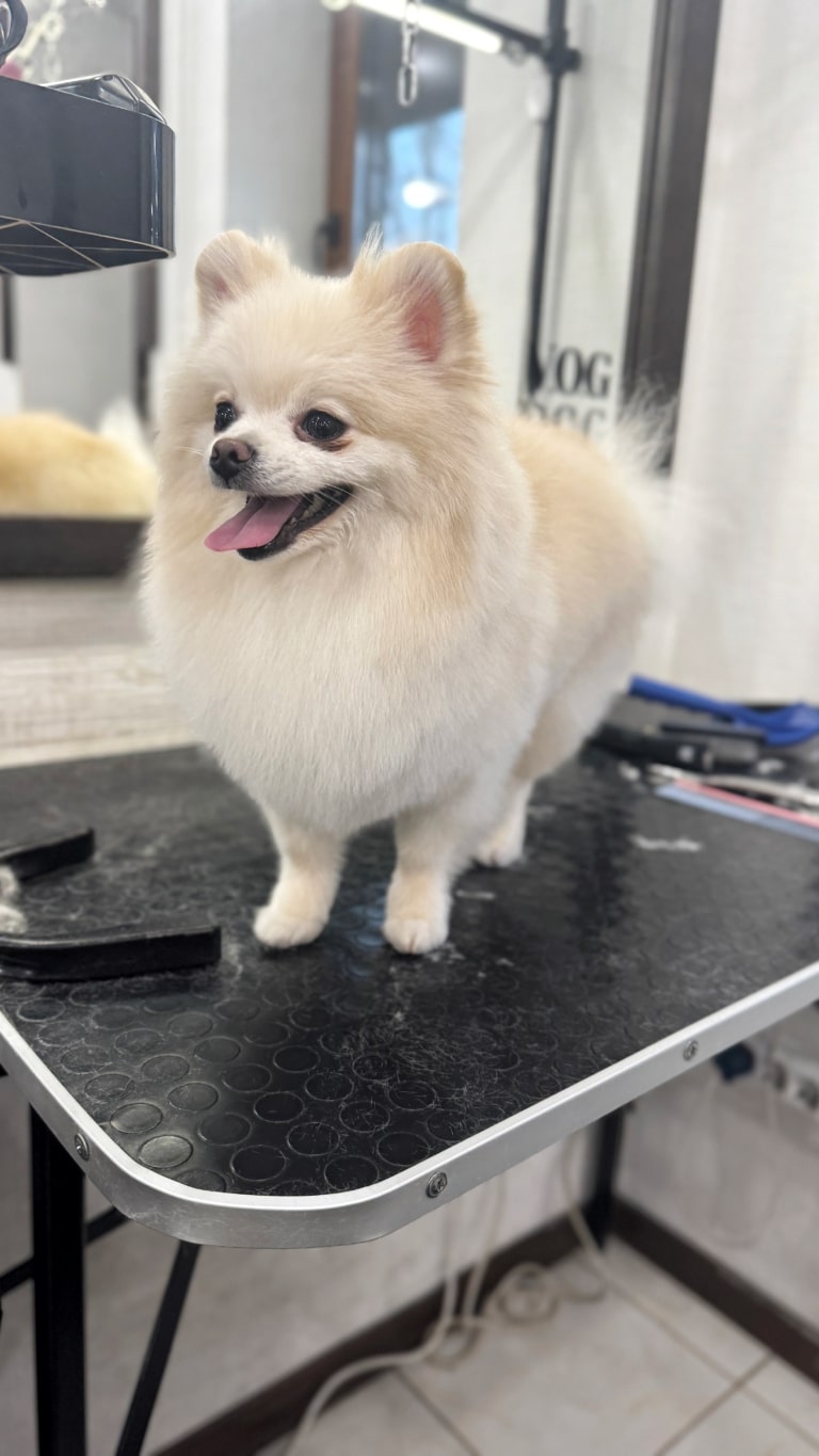 Позаду рудого шпіца грумер зібрав під час стрижки цілий арсенал інструментів