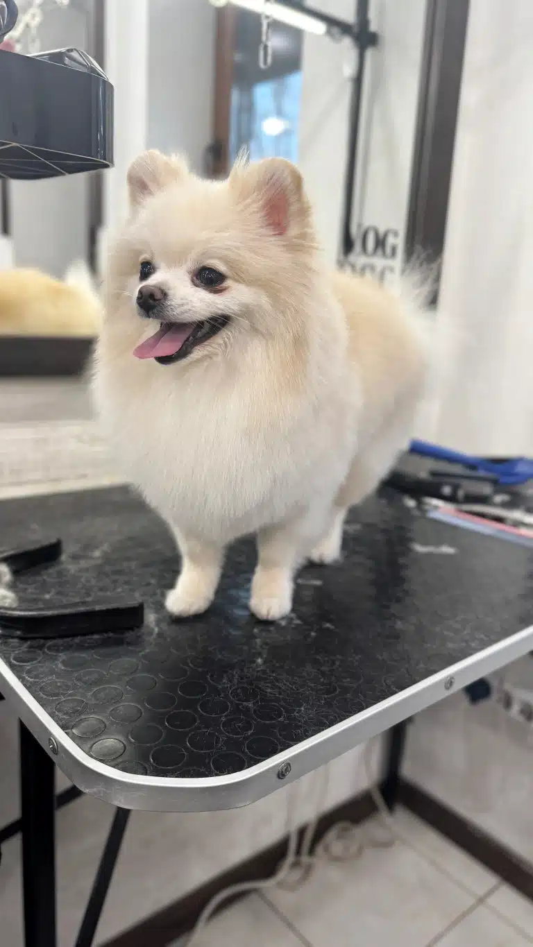 Позаду рудого шпіца грумер зібрав під час стрижки цілий арсенал інструментів