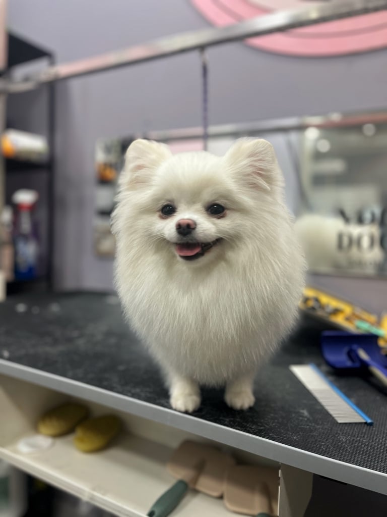 Білий шпіц з короткими лапами та широкими вухами стоїть поруч з гребінцем та пуходеркою