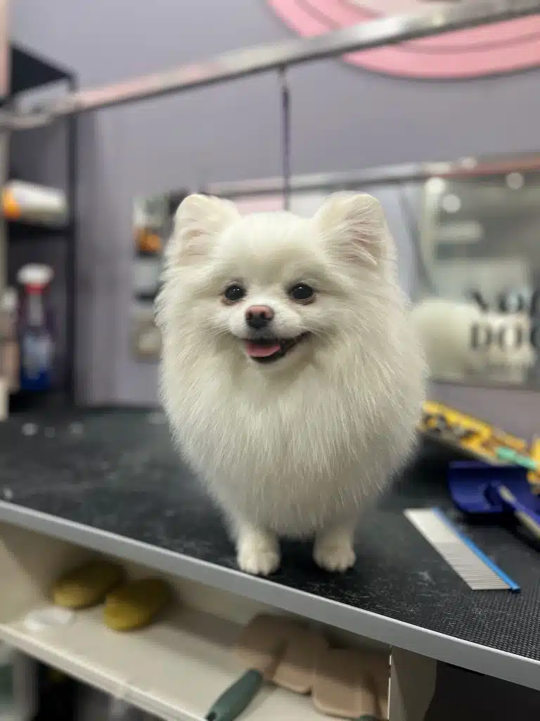 Білий шпіц з короткими лапами та широкими вухами стоїть поруч з гребінцем та пуходеркою