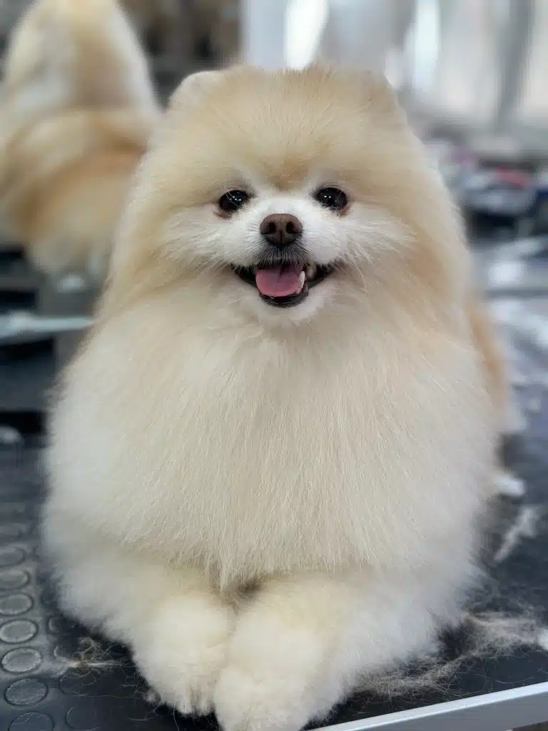 Шпіц з білою шерстю має руде забарвлення на голові та спині, що є його родзинкою