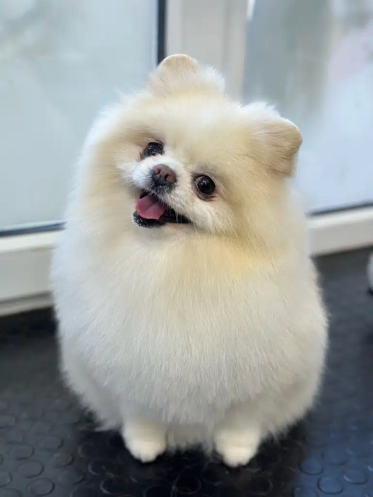 Білий шпіц нахилив в бік голову та посміхається грумеру після стрижки