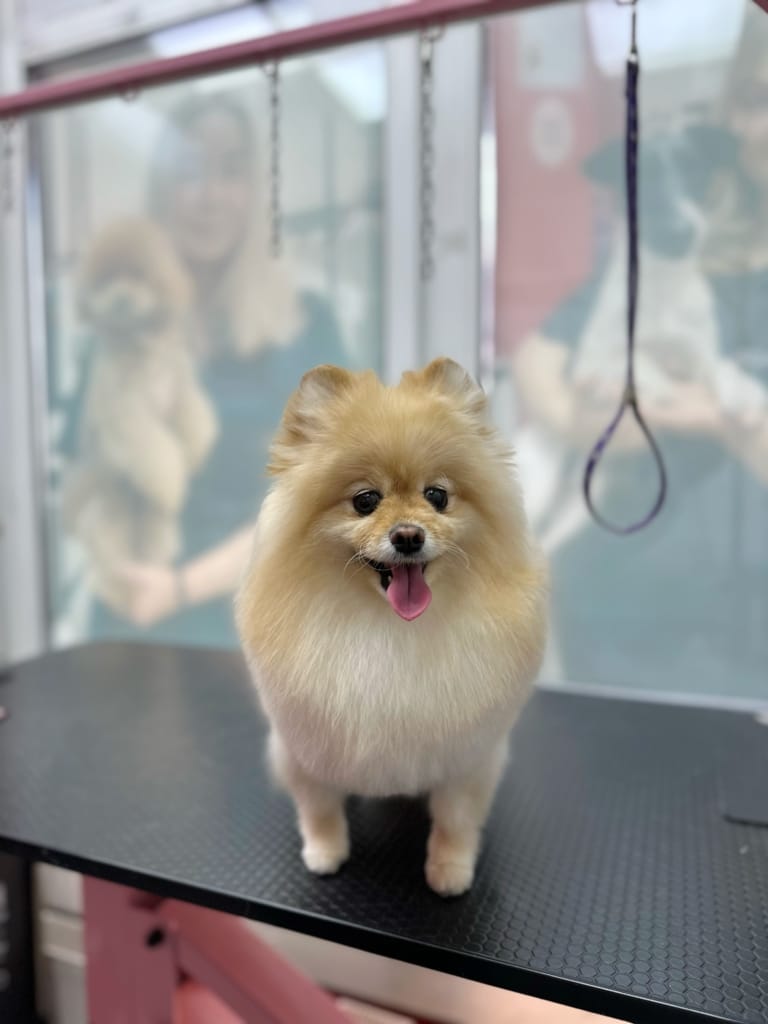 Позаду рудого шпіца на вікнах видно постери з грумерами