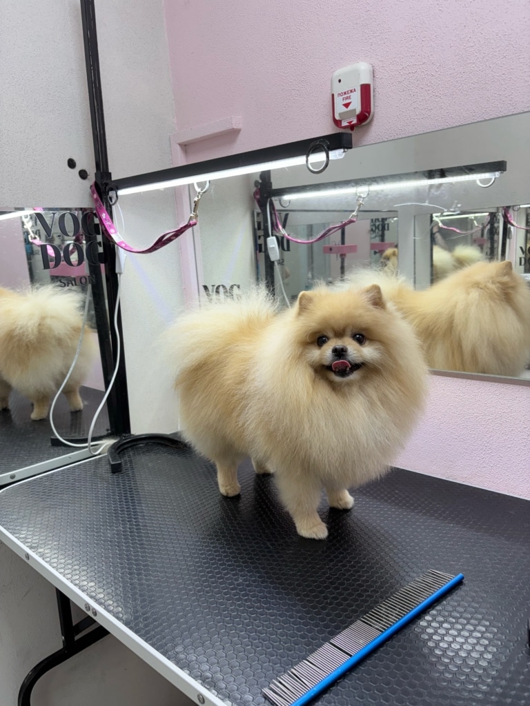 Перед рудим шпіцом лежить великий синій гребінець для перевірки ковтунів