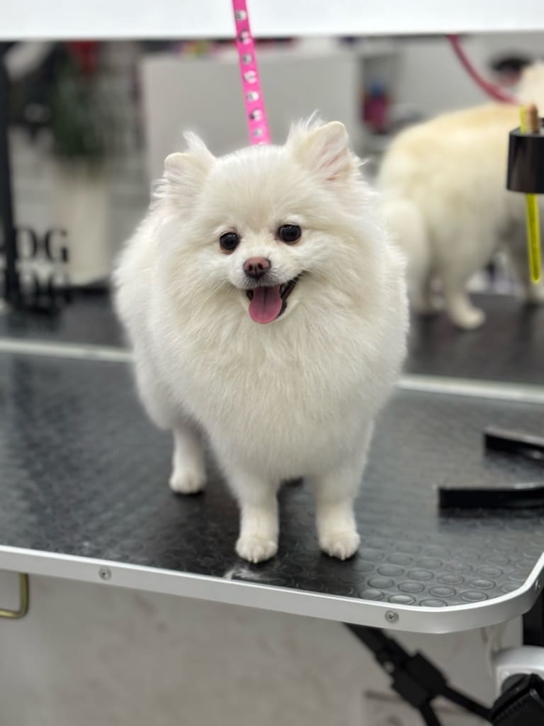 Білий шпіц на рожевій ринговці стоїть спиною до великого дзеркала з логотипом салону