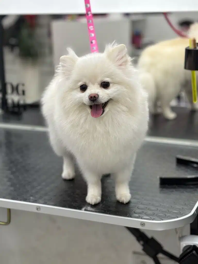 Білий шпіц на рожевій ринговці стоїть спиною до великого дзеркала з логотипом салону