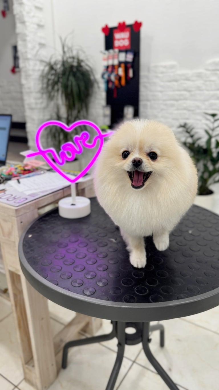 Кремовий шпіц притис вуха до голови та позує для власників на свято кохання