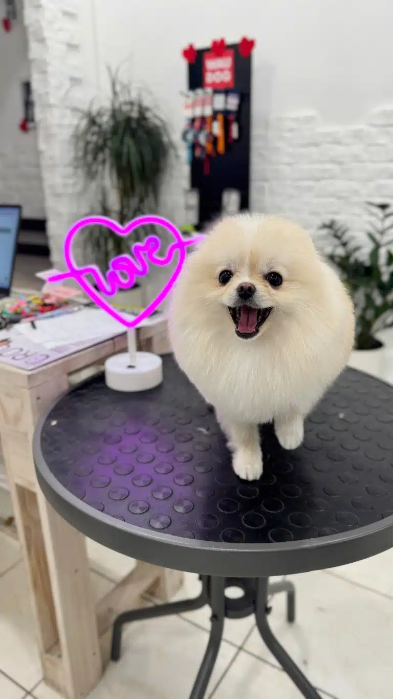 Кремовий шпіц притис вуха до голови та позує для власників на свято кохання