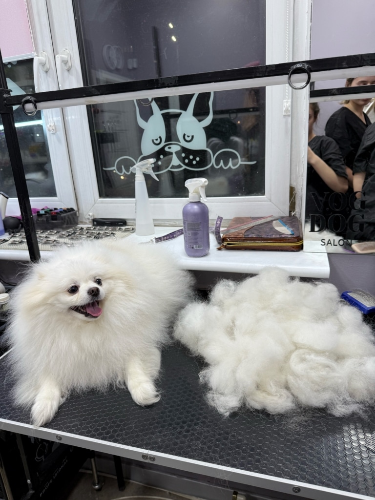 Після вичісування білого шпіца об'єм підшерстя змегшився