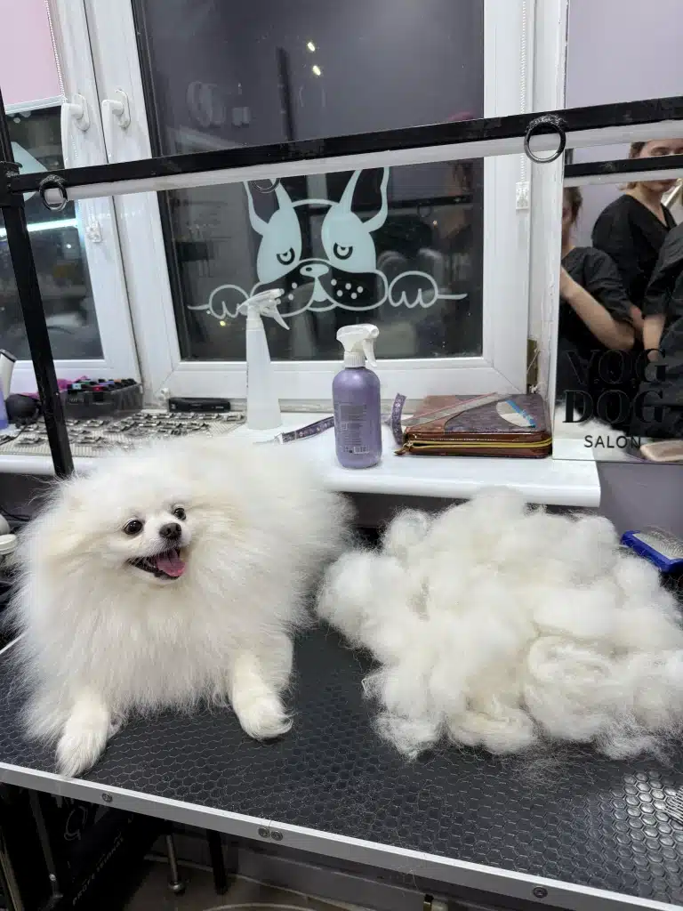 Після вичісування білого шпіца об'єм підшерстя змегшився