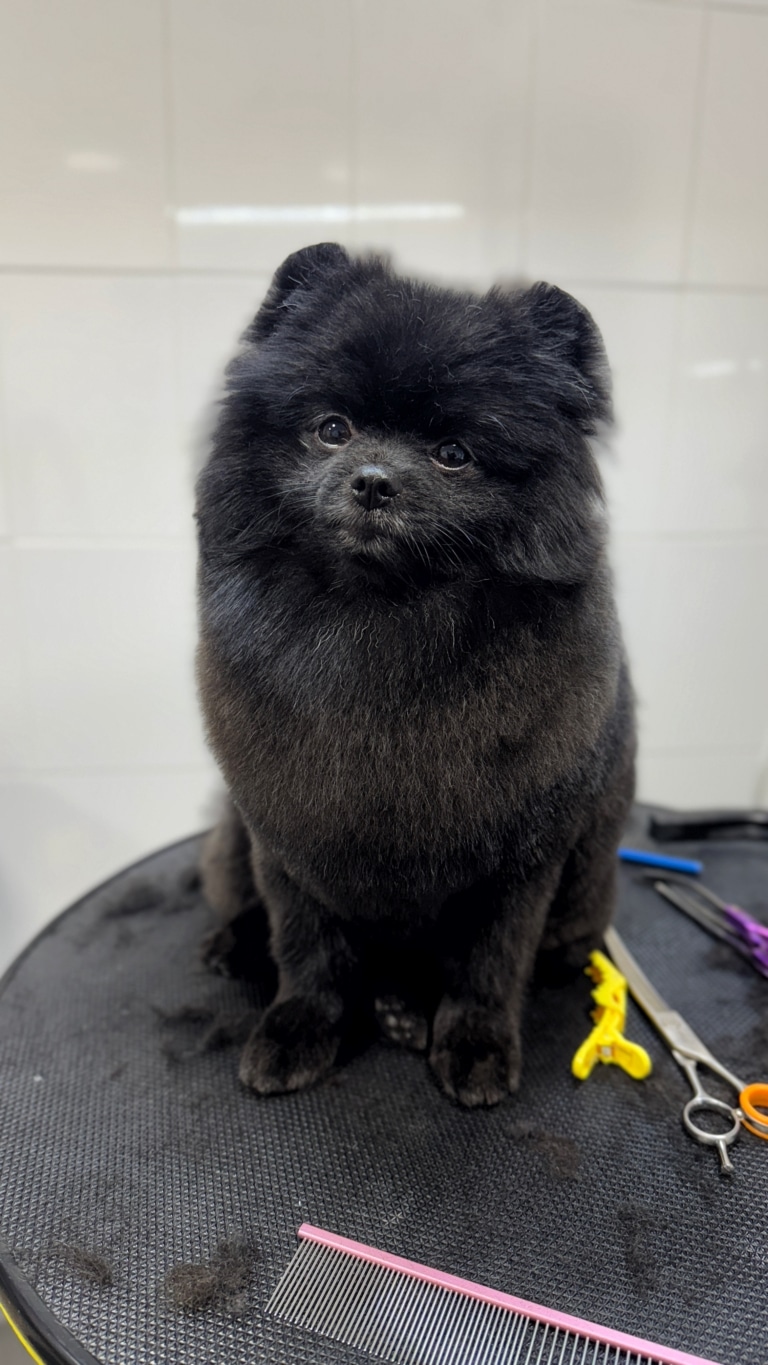 Чорний шпіц з круглими вушками сидить біля ножиць, гребінців та затискачів