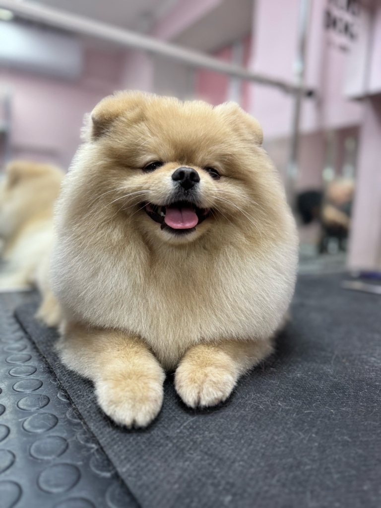 Шпіц, що схожий на ведмедика, засинає прямо на грумерському столі