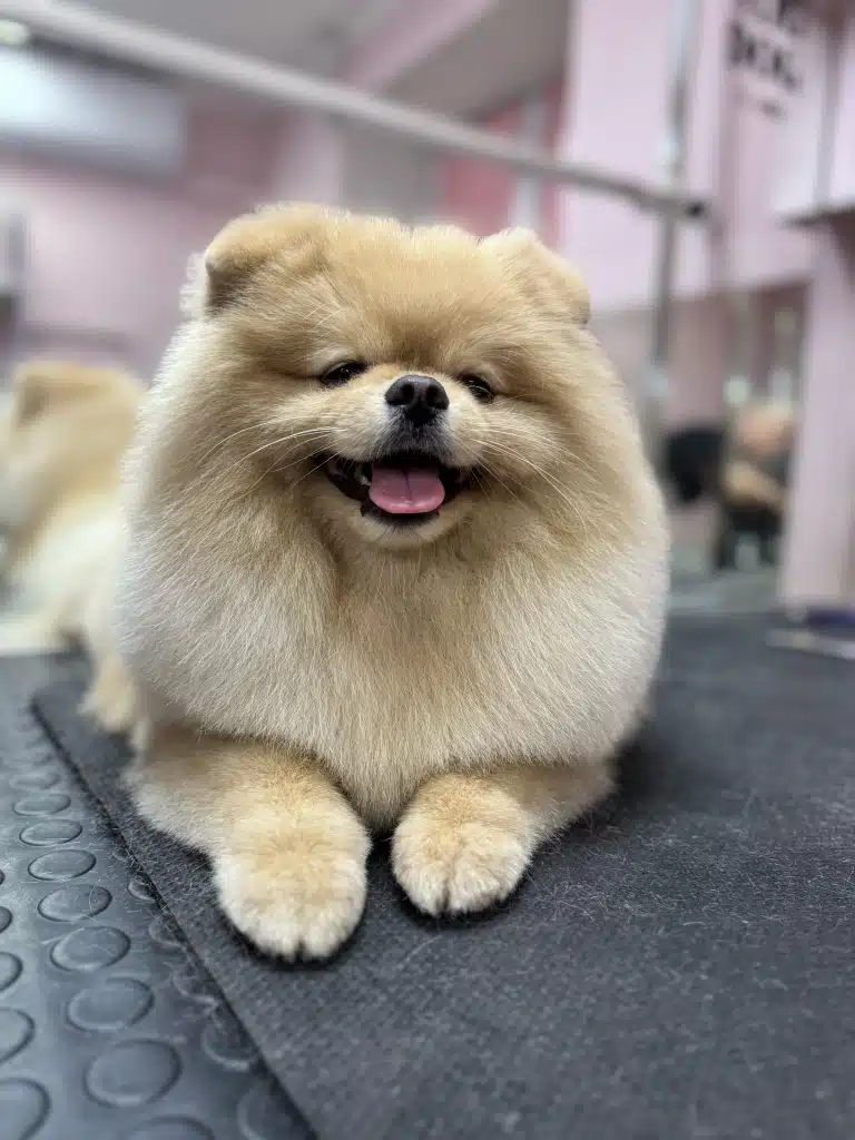 Шпіц, що схожий на ведмедика, засинає прямо на грумерському столі