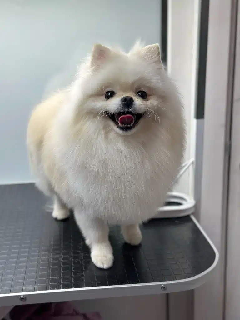 Білий шпіц має непідстрижені вібриси, що стирчать в різін боки