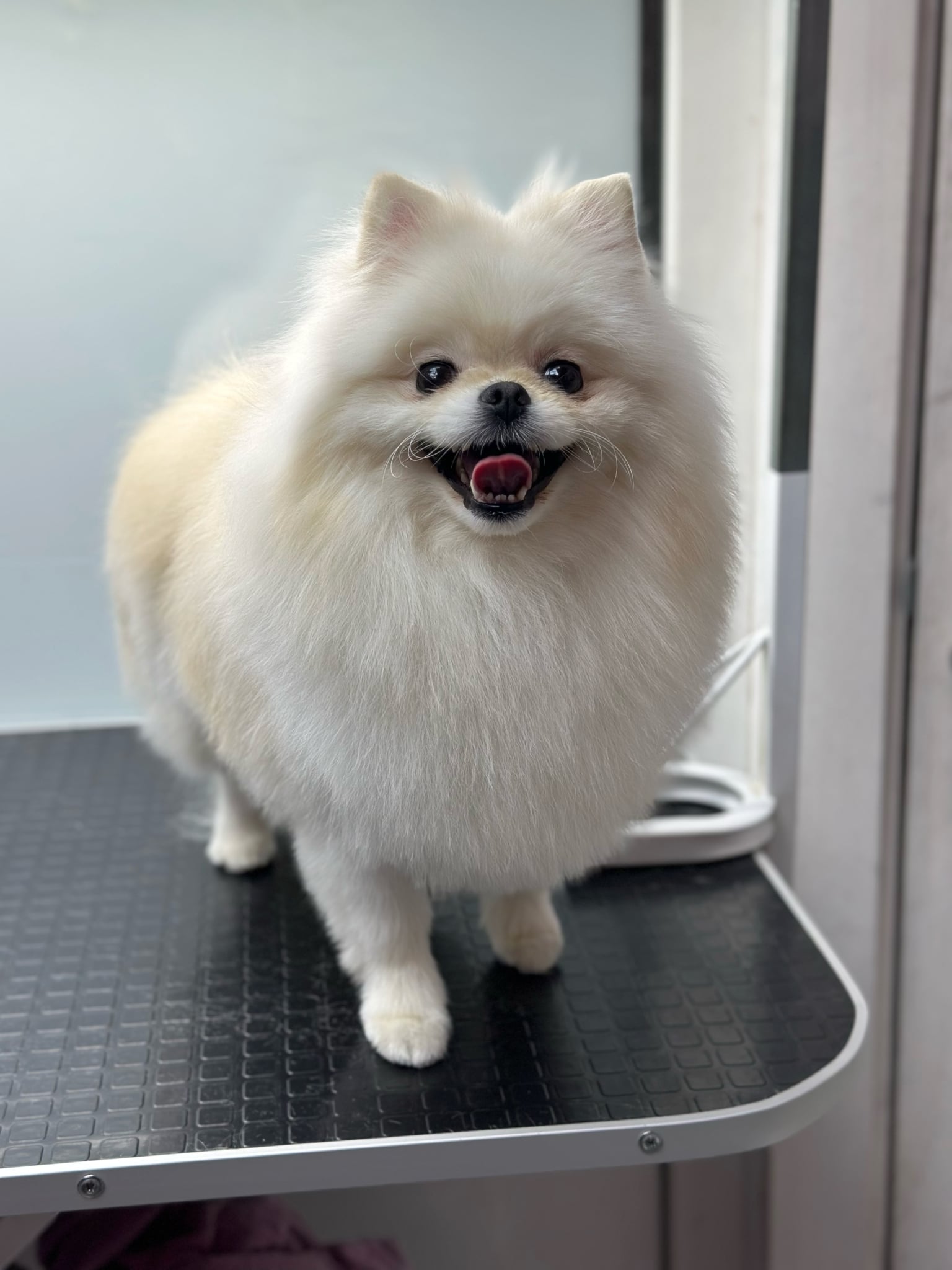 Білий шпіц має непідстрижені вібриси, що стирчать в різін боки