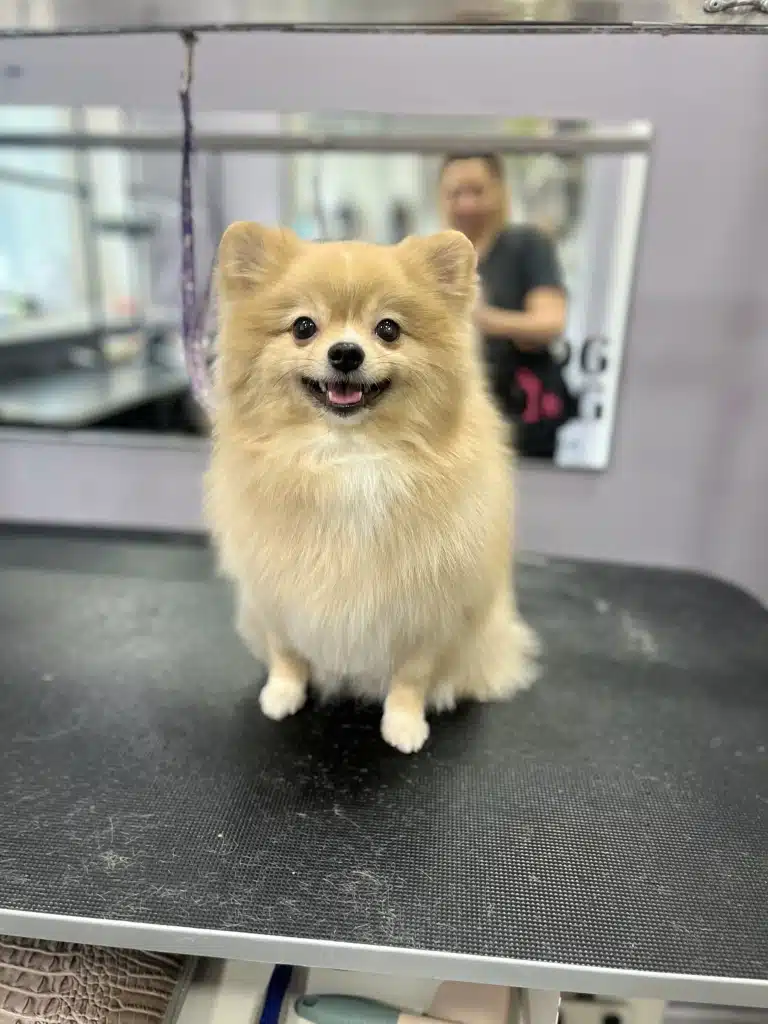 Кремовий шпіц з чорними віями посміхається грумеру, якого видно в дзеркалі
