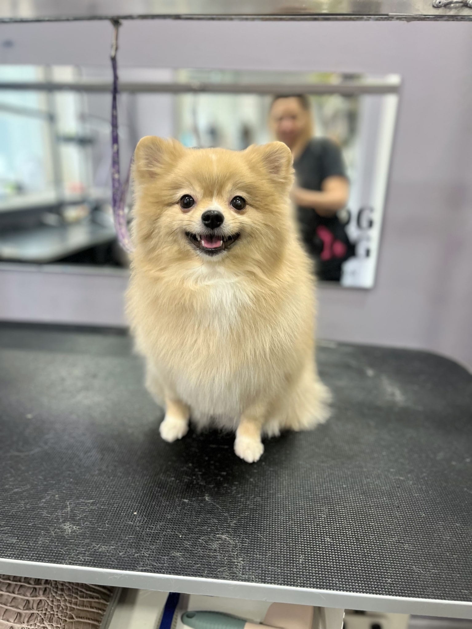 Кремовий шпіц з чорними віями посміхається грумеру, якого видно в дзеркалі