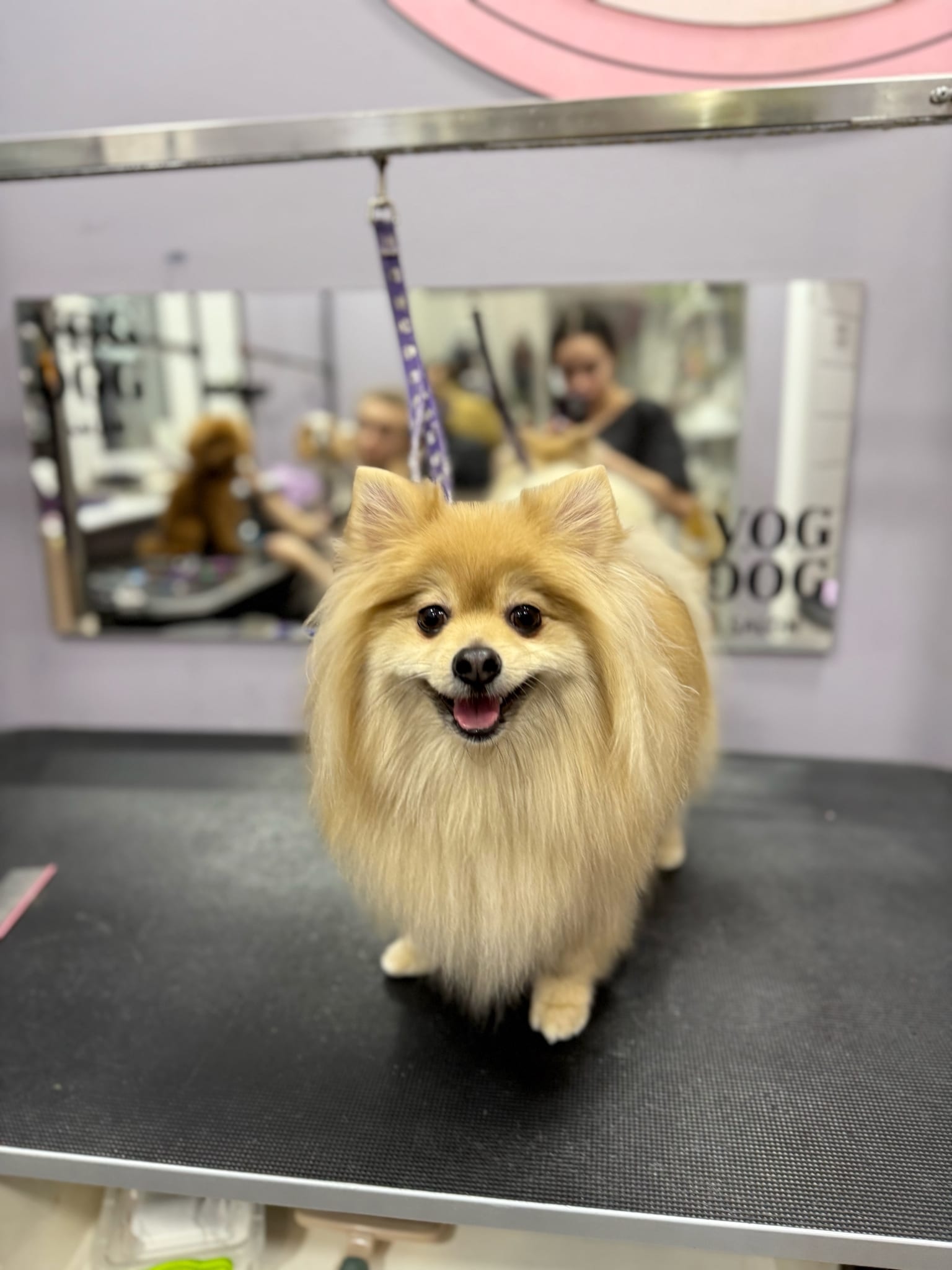 Рудий шпіц має широкі вуха та довгу шерсть під ними