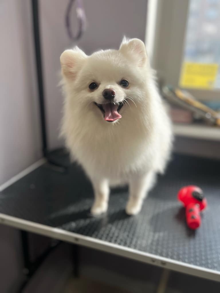 Білий шпіц посміхається сонячного дня поруч з червоною іграшкою