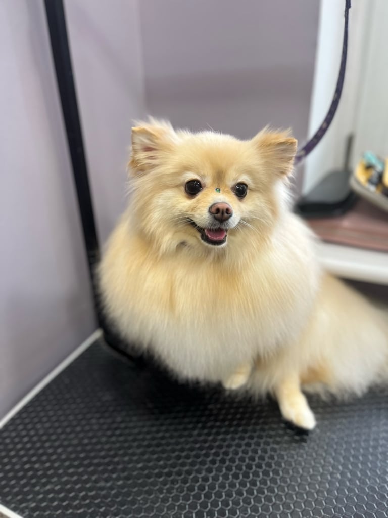 Кремовий шпіц має між очима зелений камінець для незвичайного образу