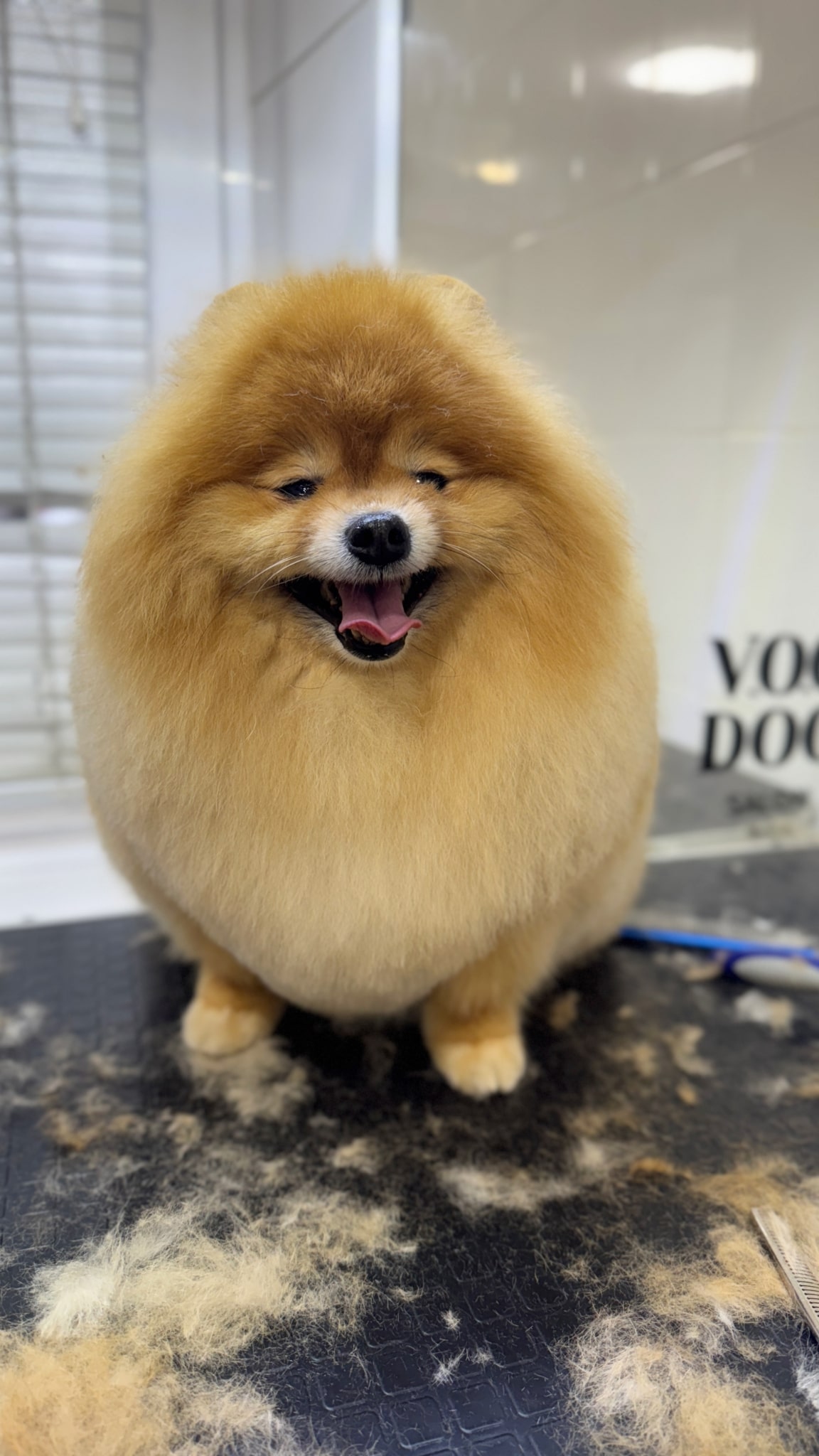 Шпіц з вузькими очима має надзвичайно густу шерсть, яку необхідно довго шліфувати