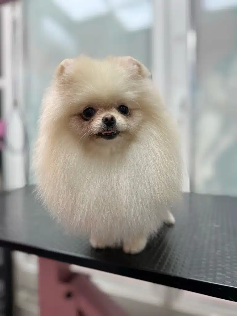 Кремовий шпіц має темнішу шерсть навколо очей та рота