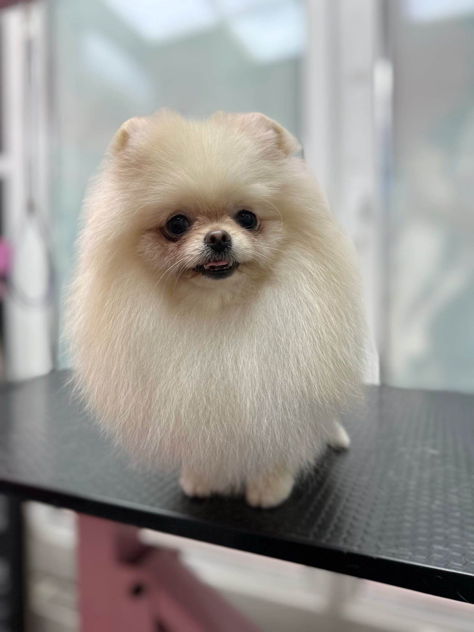 Кремовий шпіц має темнішу шерсть навколо очей та рота