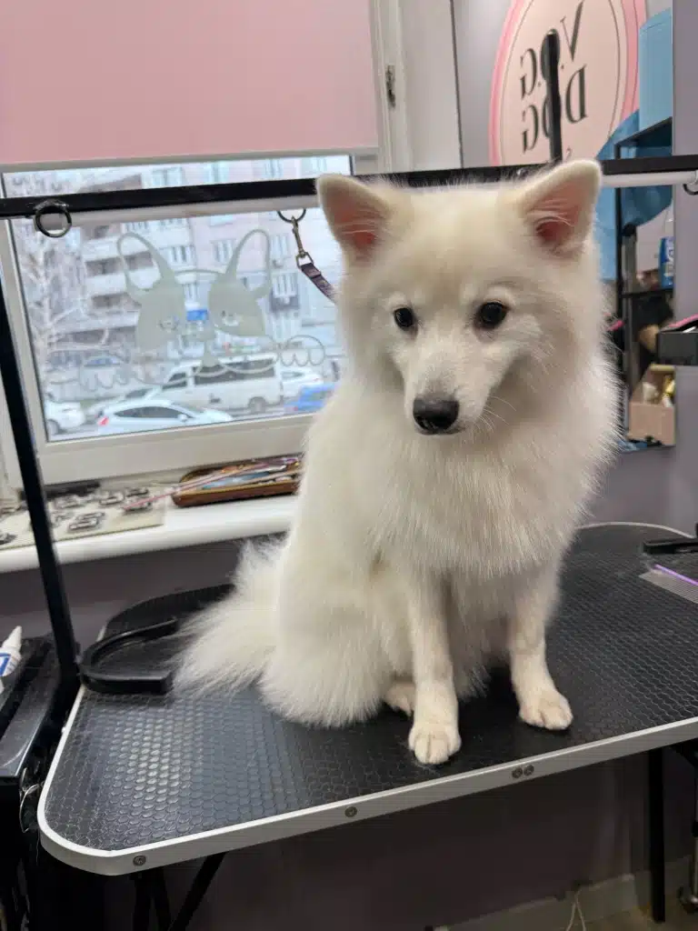 Білий німецький шпіц має коротку шерсть на морді та лапах