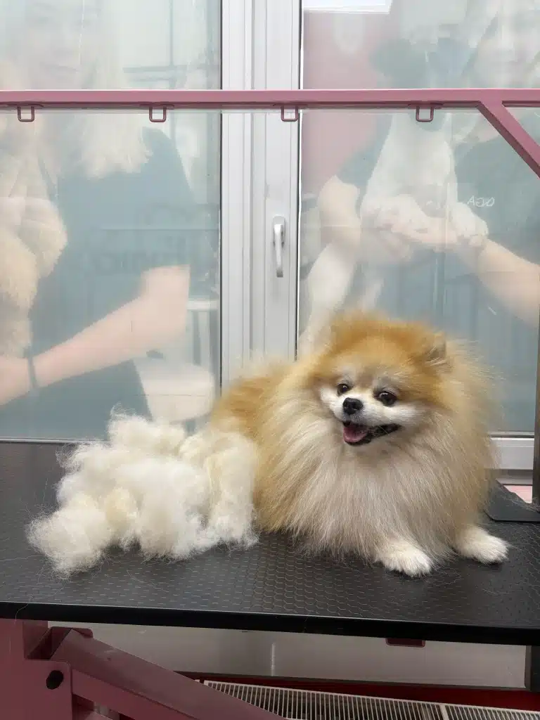 Поруч зі шпіцом грумер поклав купку білого вичесаного підшерстя