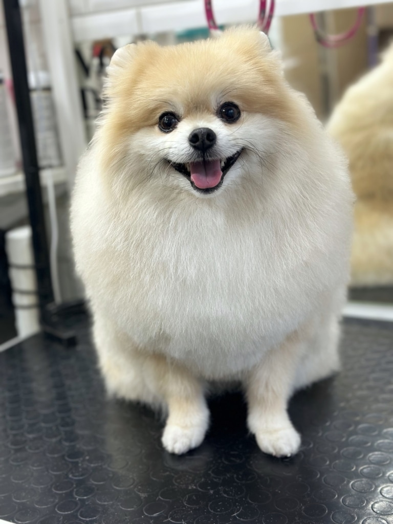 З-під шерсті визирають дві передні ніжки шпіца, які грумер вже охайно підстриг