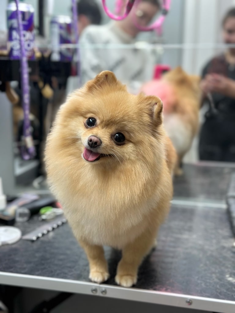 Рудий шпіц став на край стола, нахилив голову та висолопив язика для вдалого фото