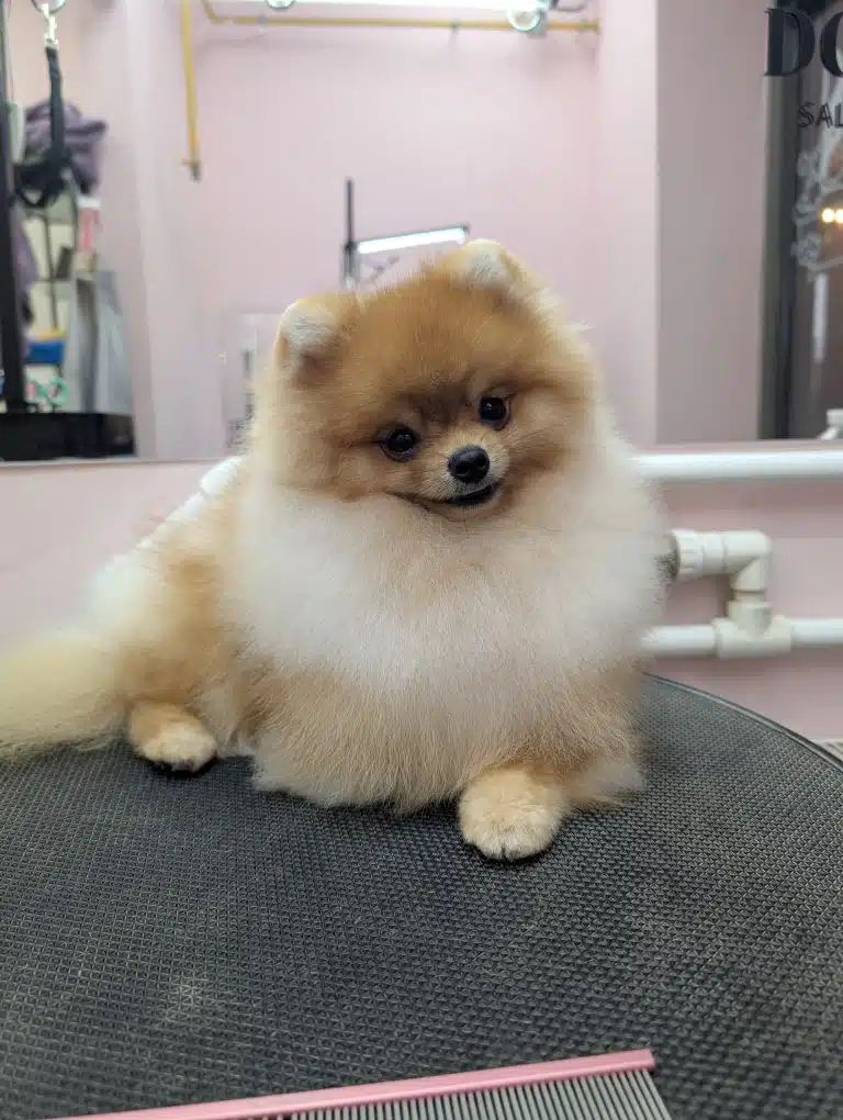 Шпіц після грумінгу приліг на круглий стіл та позує як королівська особа