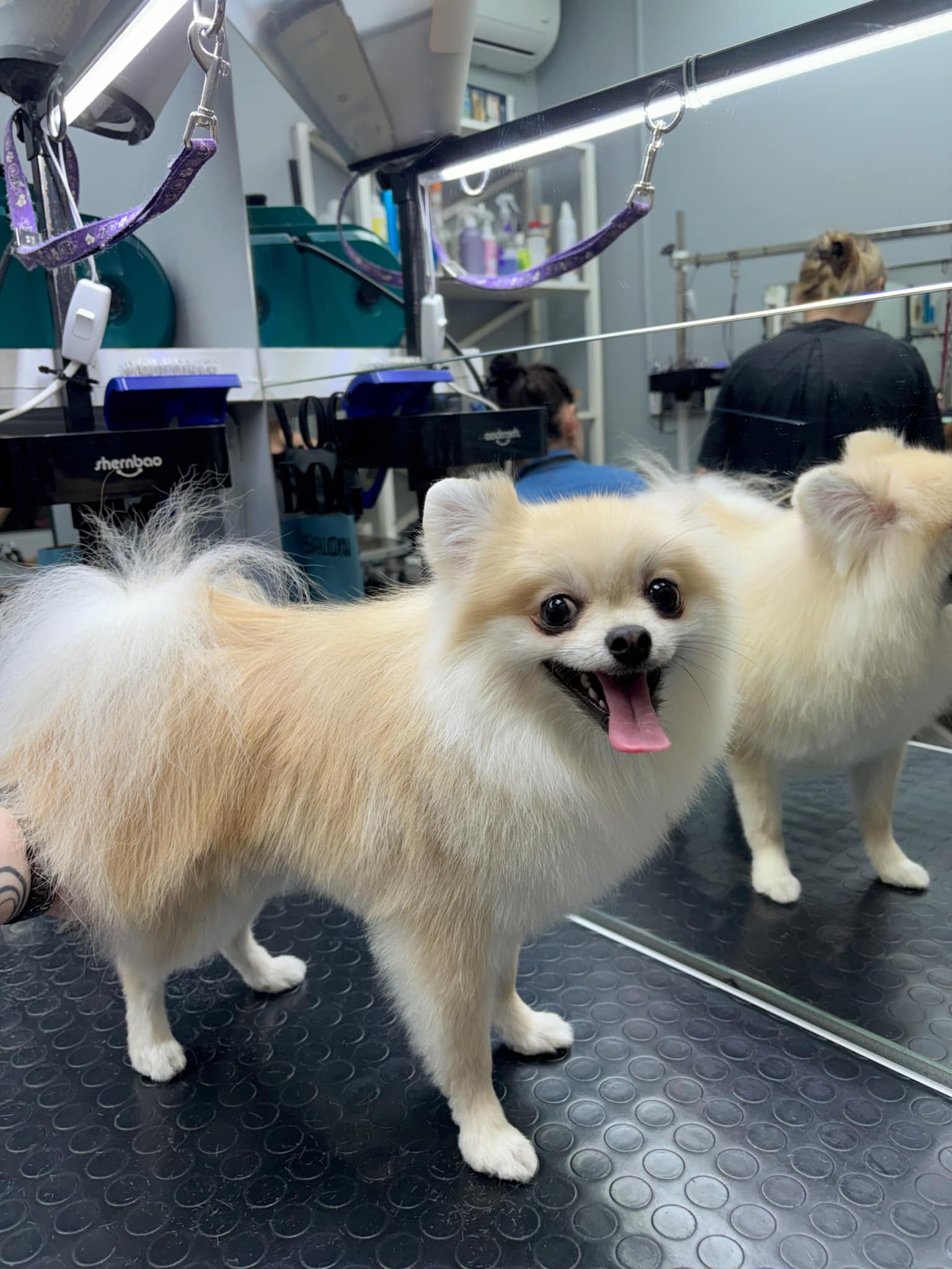 Коротко підстрижений шпіц тепер має довгі ніжки та невеликий хвіст